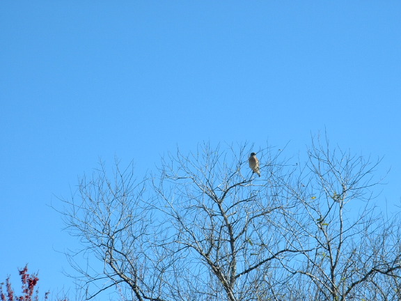dscf0589.jpg