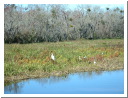DSCF0596.JPG
