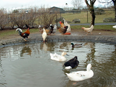 dscf0385.jpg